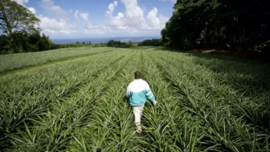 Les inégalités de niveau de vie particulièrement marquées dans le monde agricole ultramarin, selon l'Insee