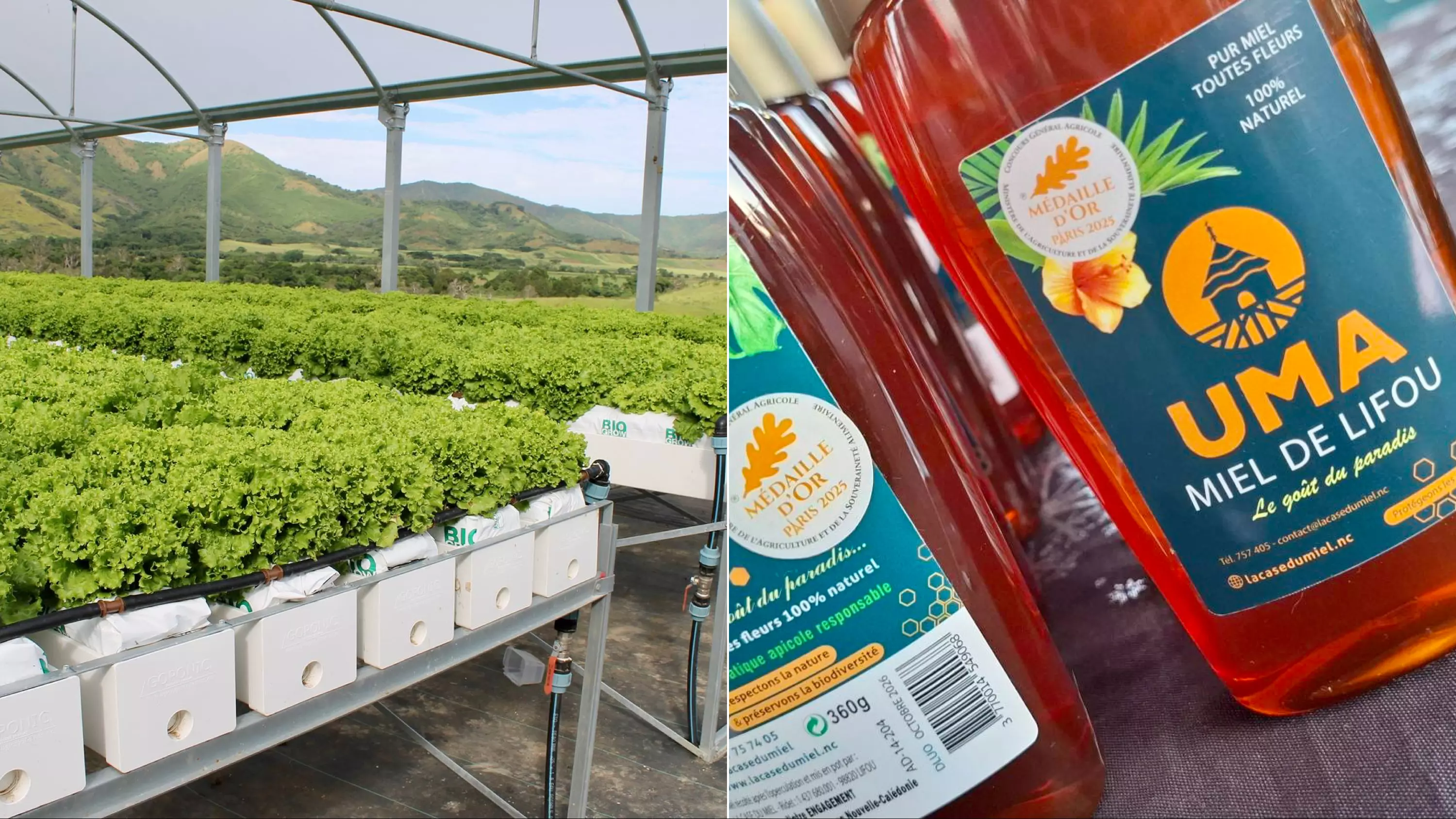 Nouvelle-Calédonie : Deux levées de fonds réussies pour AGRILOGIC et La Case du Miel avec Invest In Pacific et la Banque des Territoires dans le cadre de France 2030