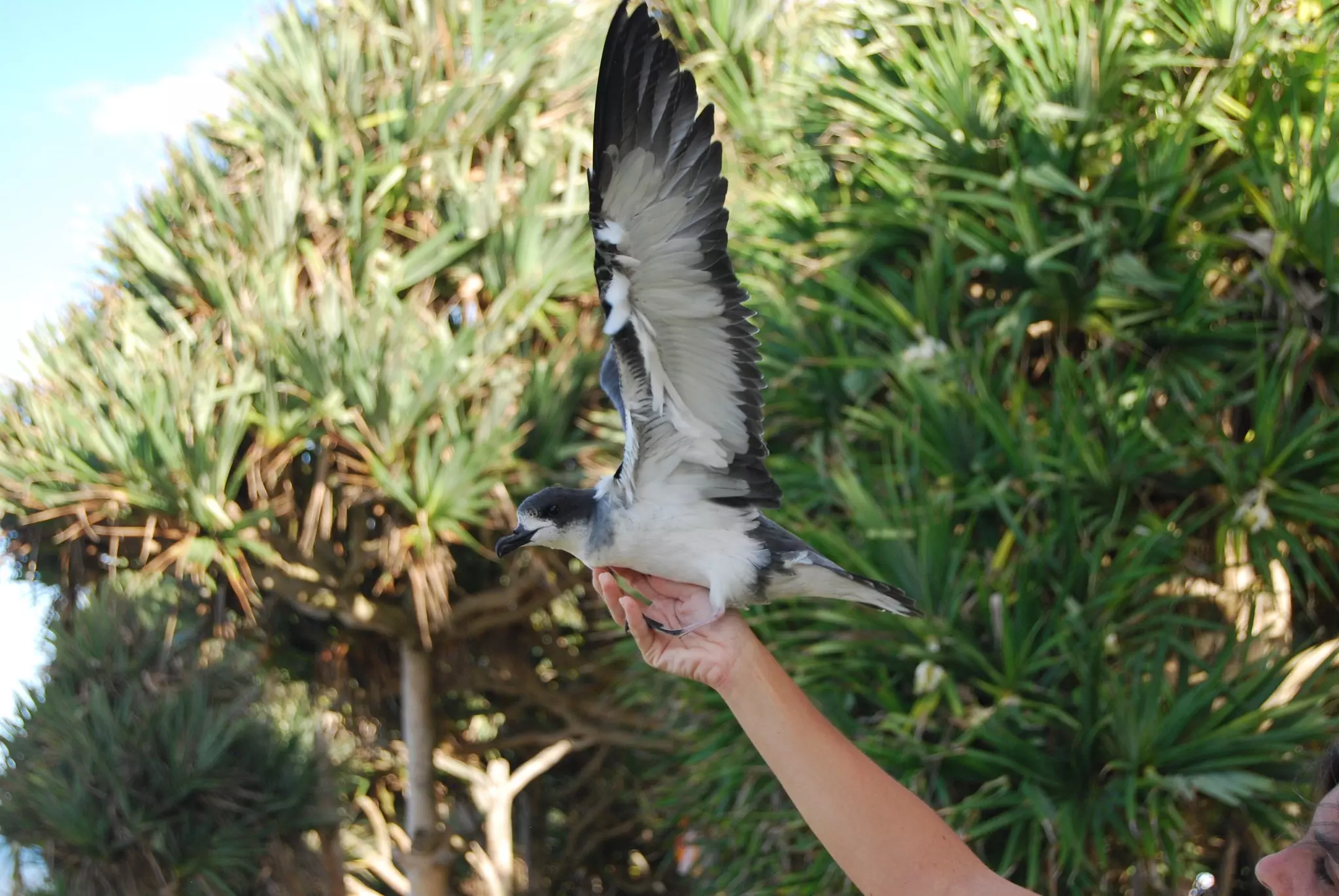 Biodiversité : La Réunion plongée dans le noir pour sauver ses pétrels endémiques