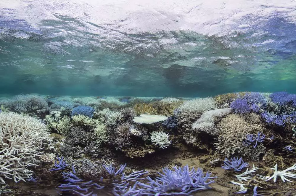 Les océans proches de leur record de chaleur