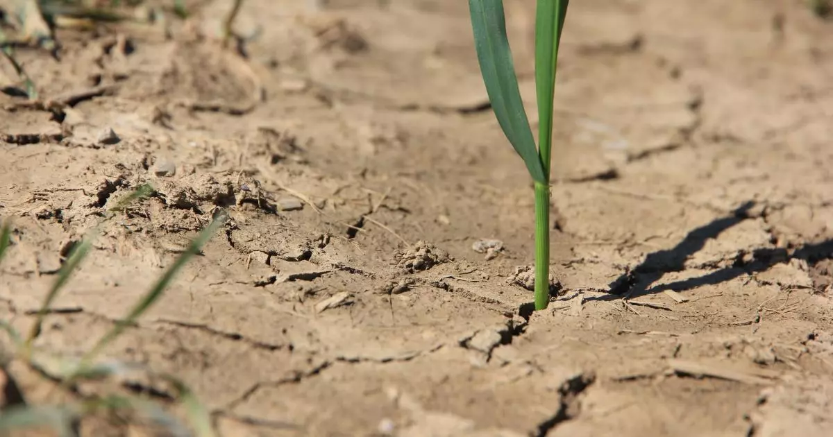 La moitié de la Guadeloupe en alerte sécheresse, le niveau des nappes en cause
