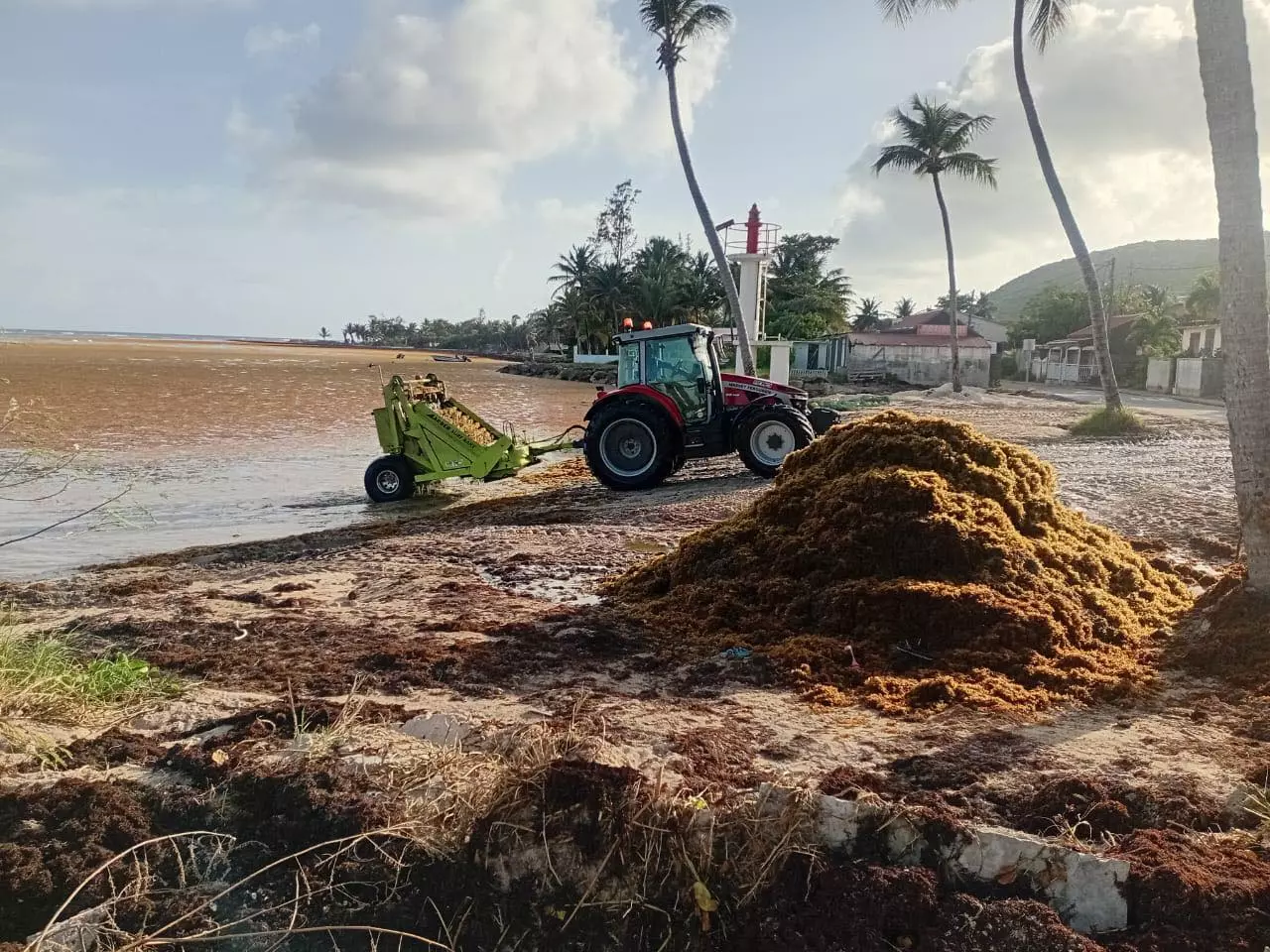 Guadeloupe : une veille sanitaire instaurée après des échouements massifs de sargasses