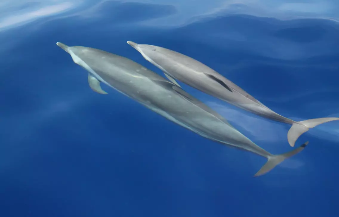 Pacifique : Les îles Salomon rétablissent l'interdiction d'exporter des dauphins