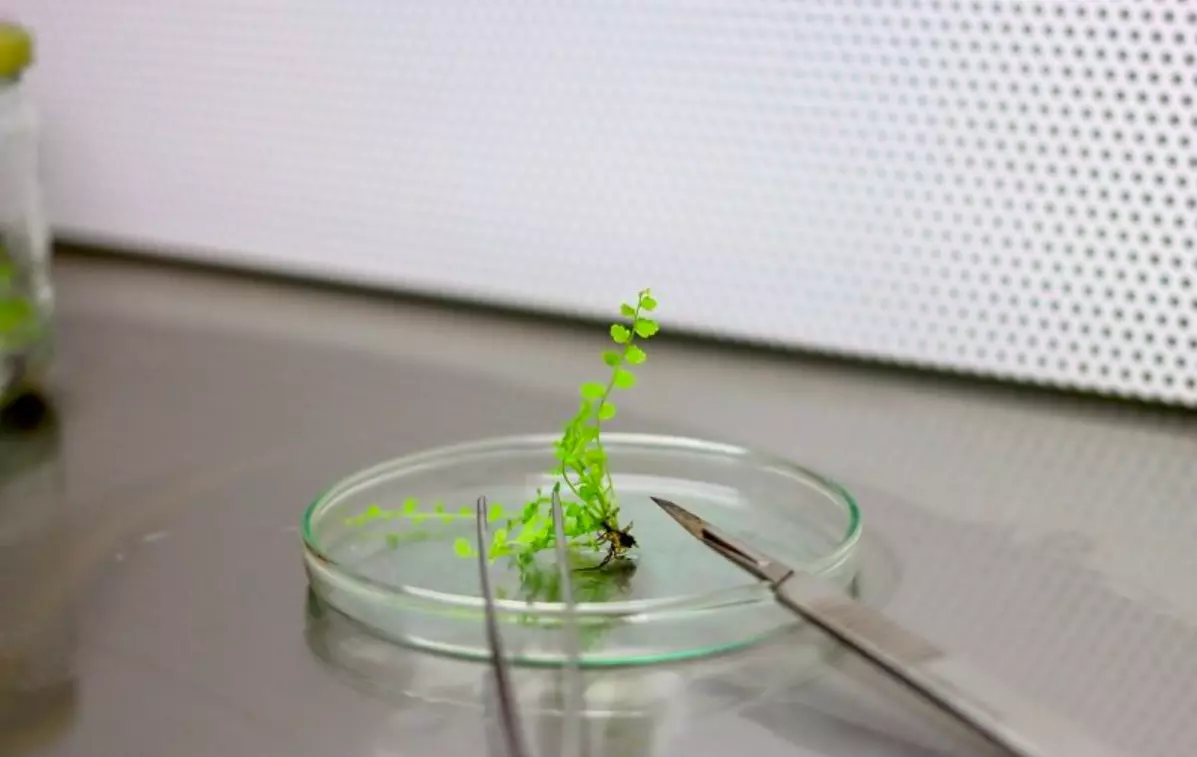 En Polynésie, un laboratoire de culture in vitro pour sauver la flore indigène et endémique