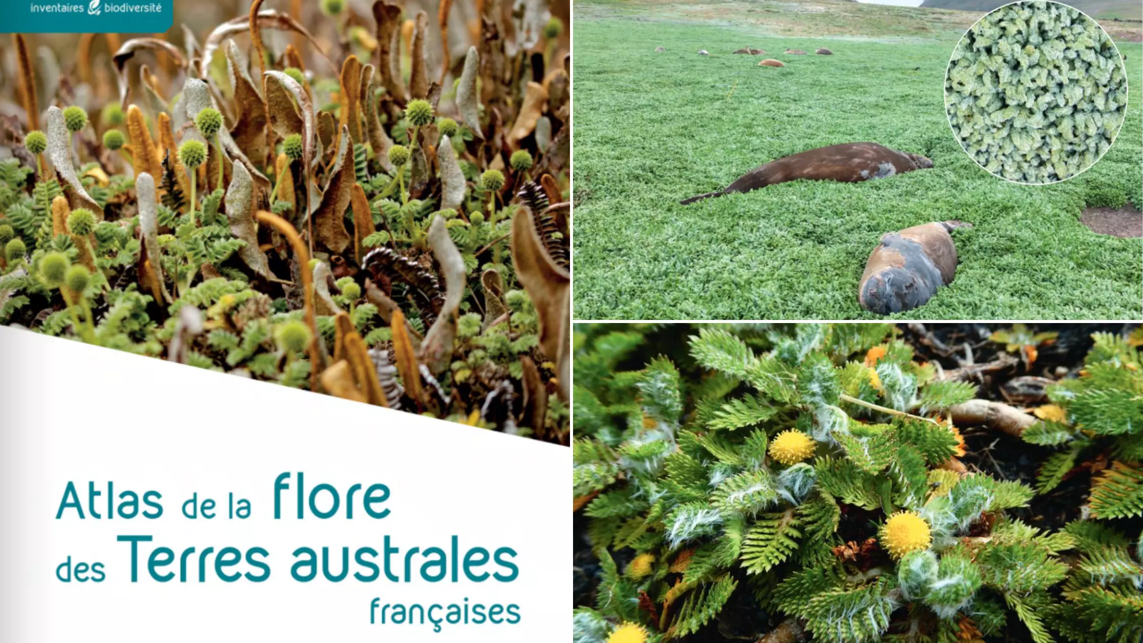 Parution du premier atlas de la flore des TAAF : un patrimoine végétal rare et exceptionnel enfin révélé