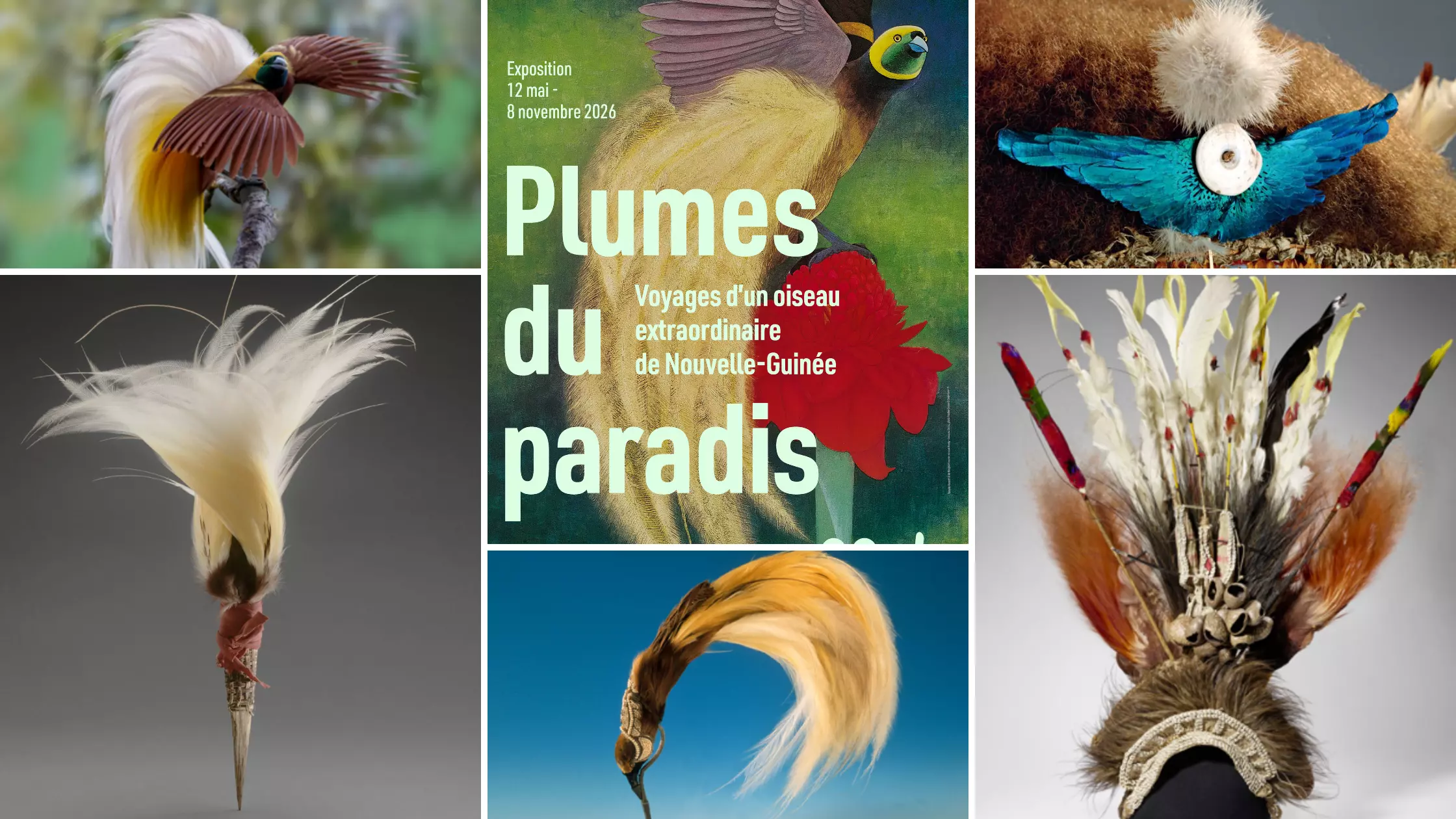 «&nbsp;Plumes du Paradis&nbsp;» ou les voyages d’un oiseau extraordinaire de Nouvelle-Guinée en exposition au musée du Quai Branly-Jacques-Chirac