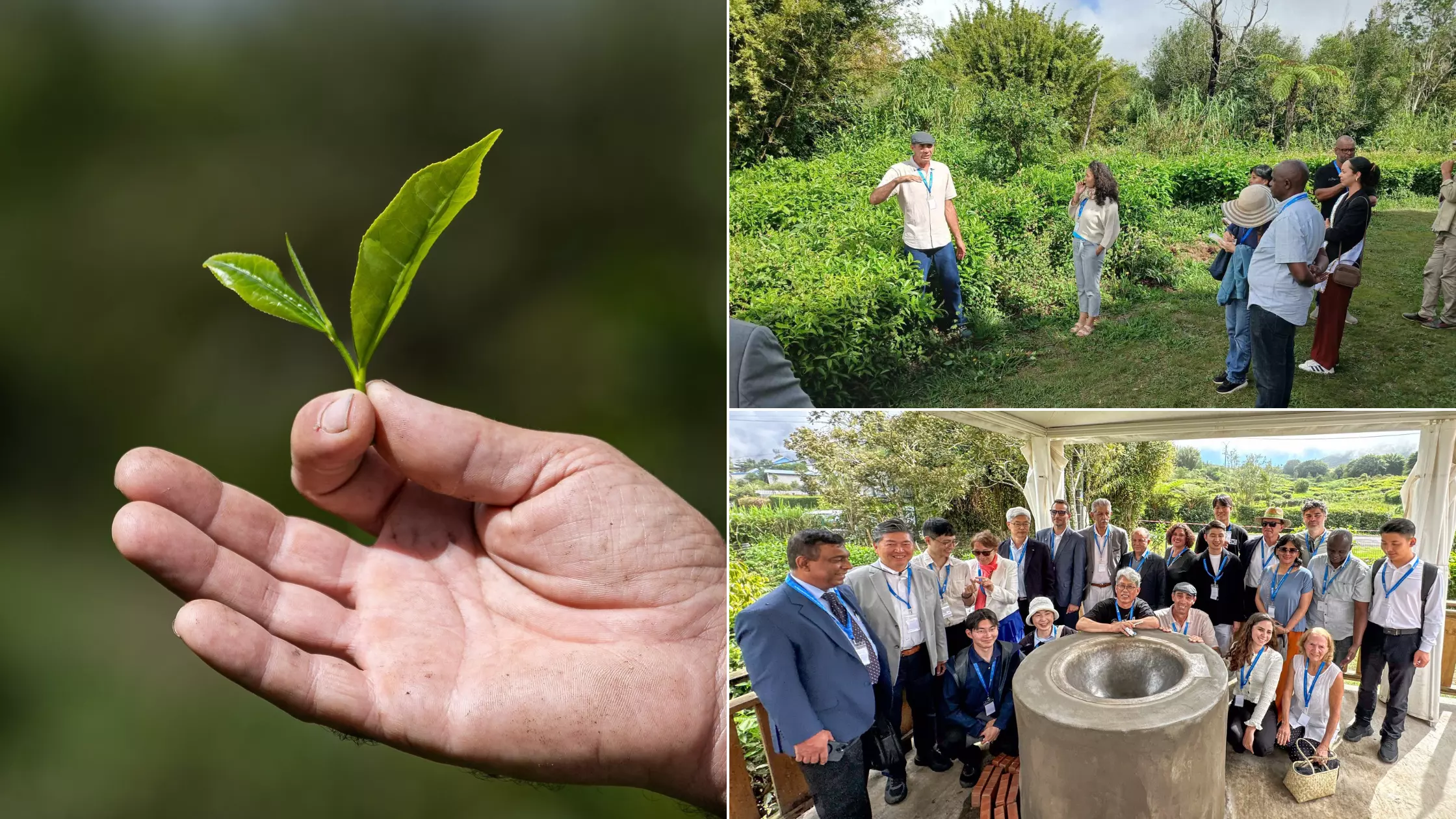 La Réunion a ccueilli la première édition de l’International Tea Symposium