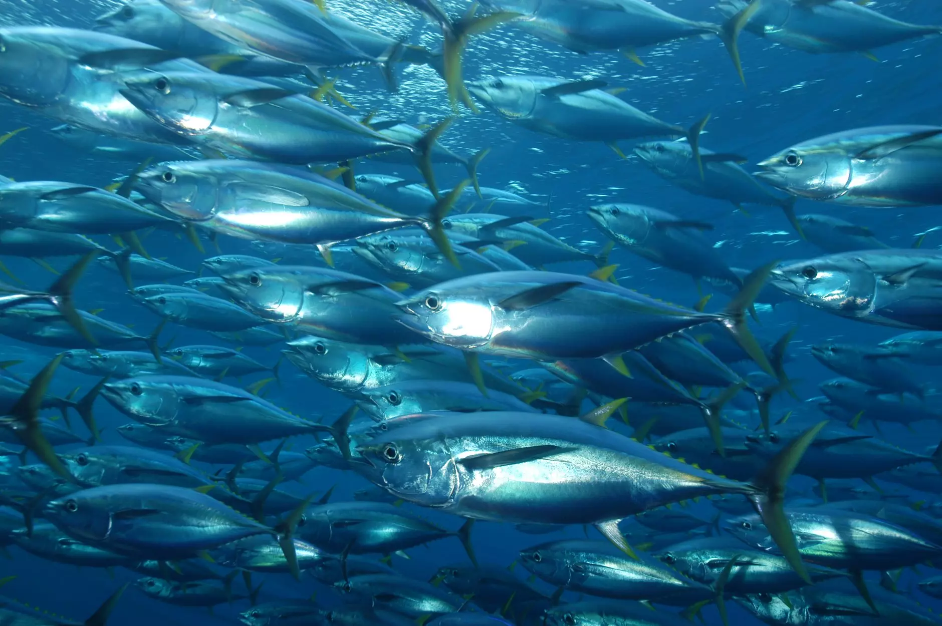 Poissons contaminés au mercure : une vigilance importante dans les Outre-mer