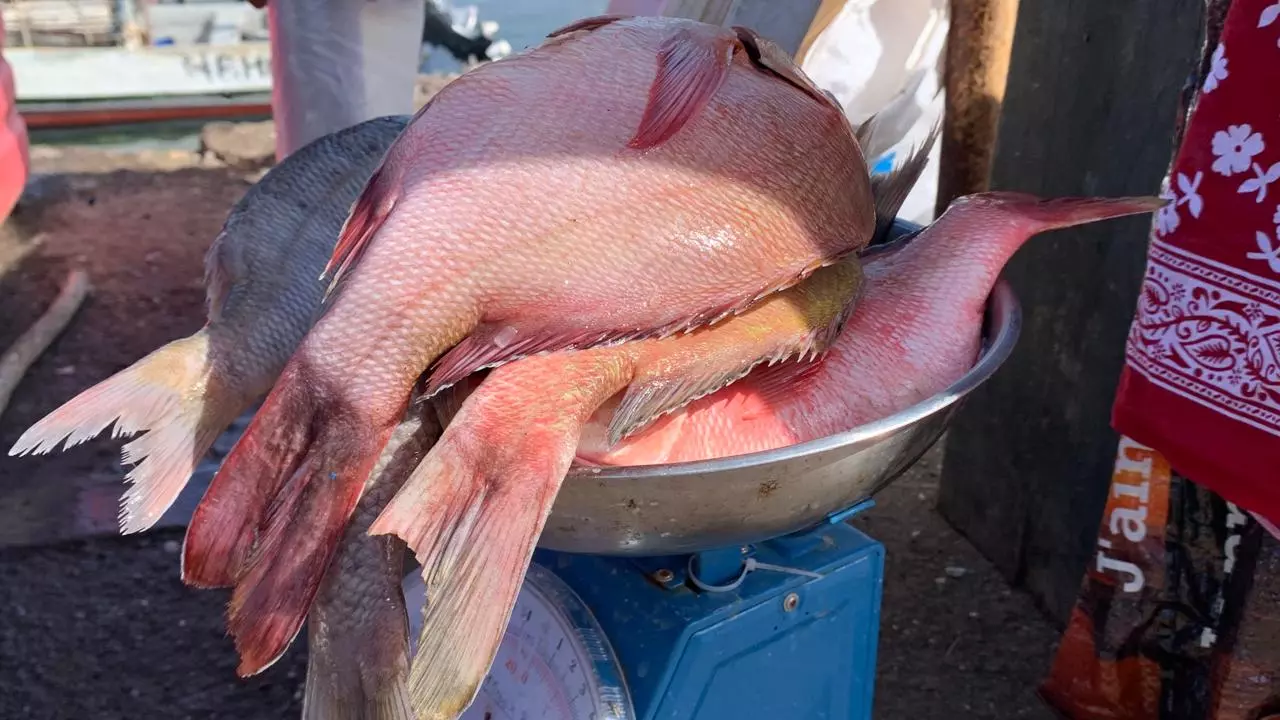 Mayotte : La pêche recrute des jeunes pour se professionnaliser et bâtir une filière plus solide