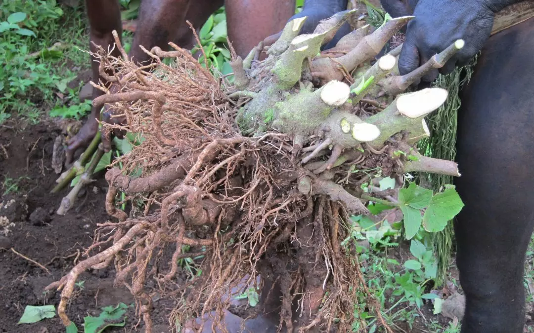 Nouvelle-Calédonie : Le prix du kava importé en hausse de 37% depuis le début de l’année