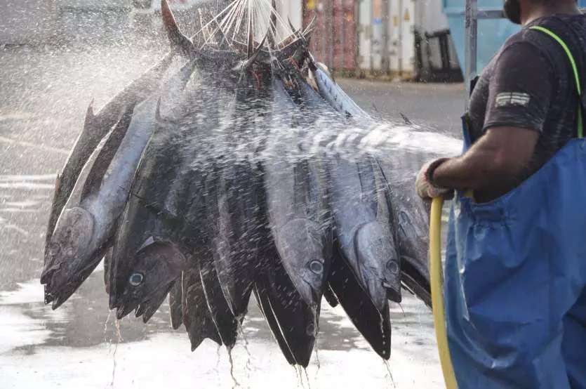 Nouvelle-Calédonie : La pêche professionnelle bientôt mieux encadrée dans les eaux calédoniennes