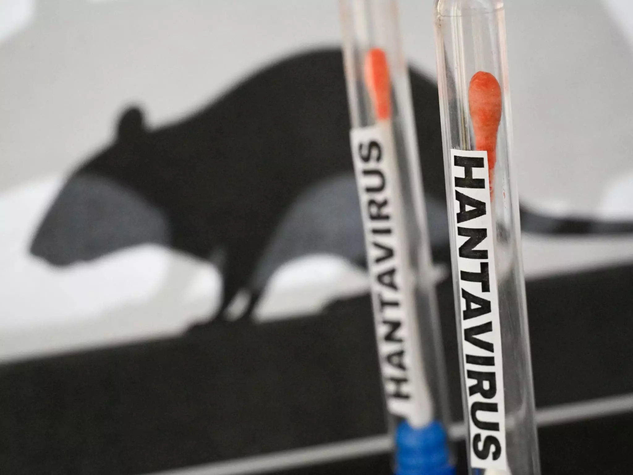 Hantavirus : Le cas contact passé par la Polynésie toujours en isolement à Pitcairn, sept voyageurs autorisés à repartir via Tahiti