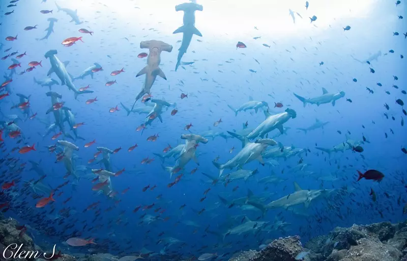 Biodiversité : La présence d'une nouvelle espèce de requin marteau confirmée en Polynésie