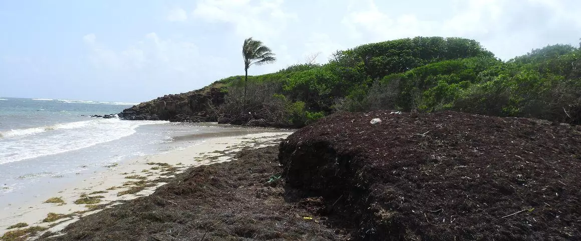 Cuba, le Mexique et la République dominicaine renforcent leur coopération face aux sargasses dans les Caraïbes avec le projet CARIBS