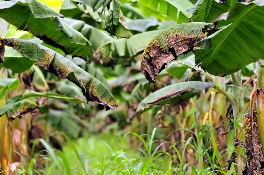 Antilles : pour sauver leurs bananes de la cercosporiose noire, les producteurs comptent sur une nouvelle génération d'OGM