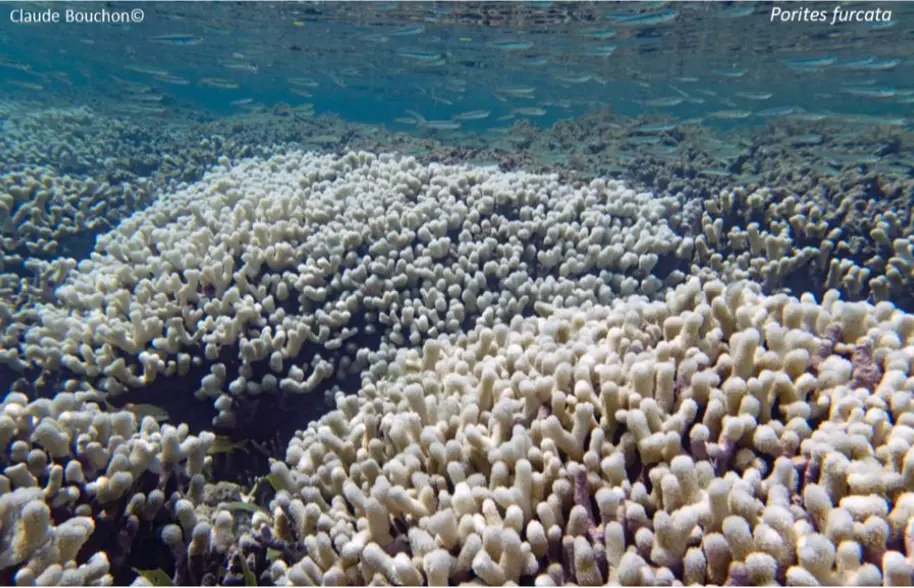 En Guadeloupe, l’Ifrecor dresse un état des lieux alarmant des récifs coralliens