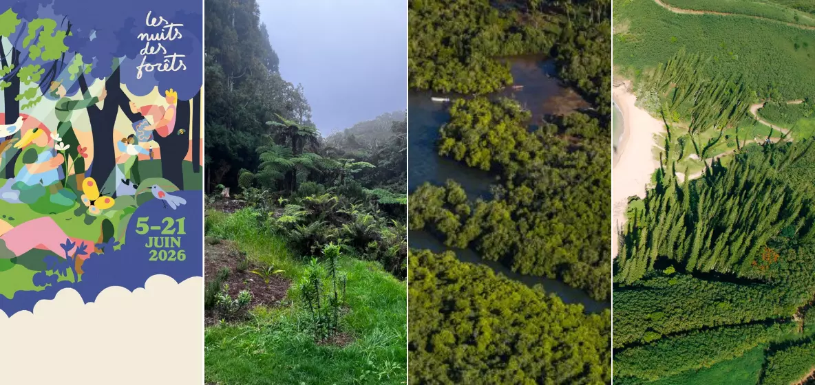 Festival Nuits des Forêts 2026 : Plusieurs évènements en Outre-mer invitent à vivre des expériences originales et sensibles et à se mettre « à l’écoute des vivants »