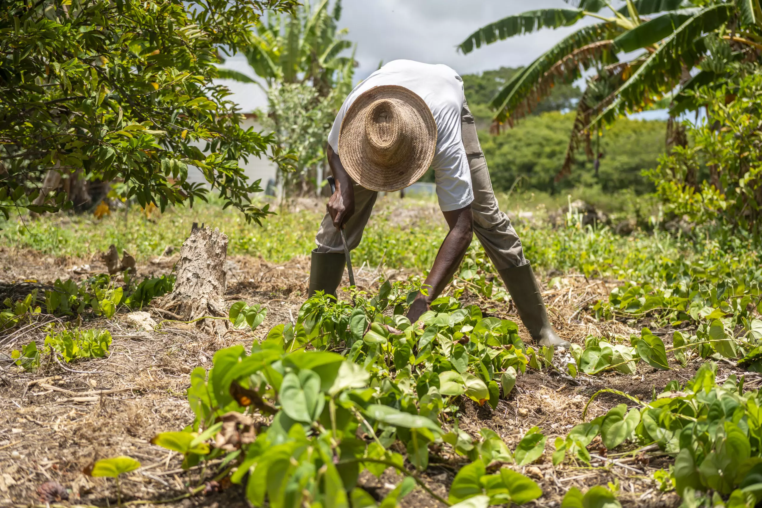Chlordécone: plus de 80% de la population de Guadeloupe et Martinique contaminée, selon une nouvelle étude
