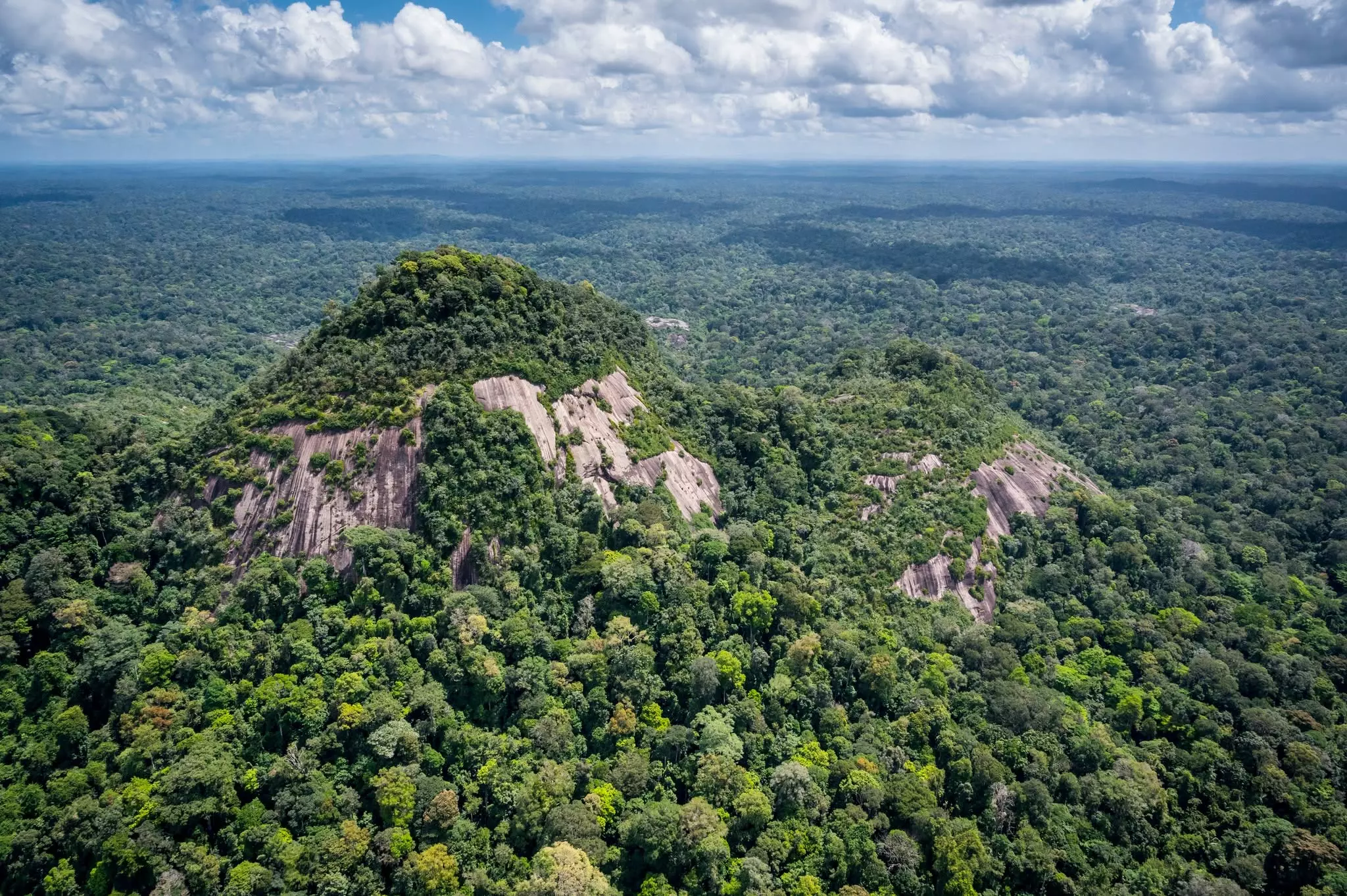 Forêt: neuf réserves biologiques créées ou étendues en France, la plus grande en Guyane
