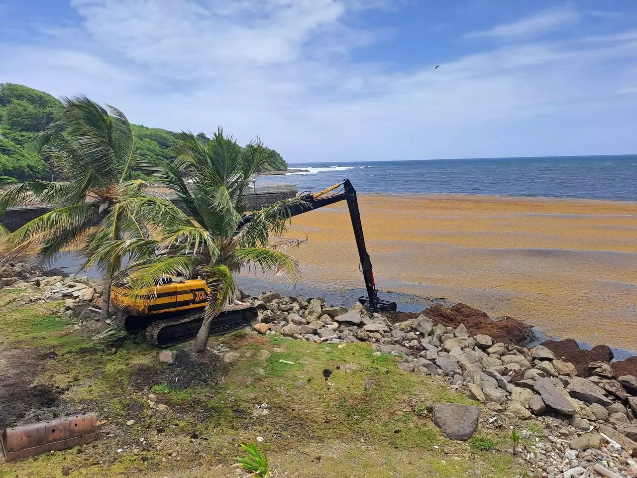 Sargasses en Martinique : un projet de barrage expérimental en bambou bientôt installé au Marigot