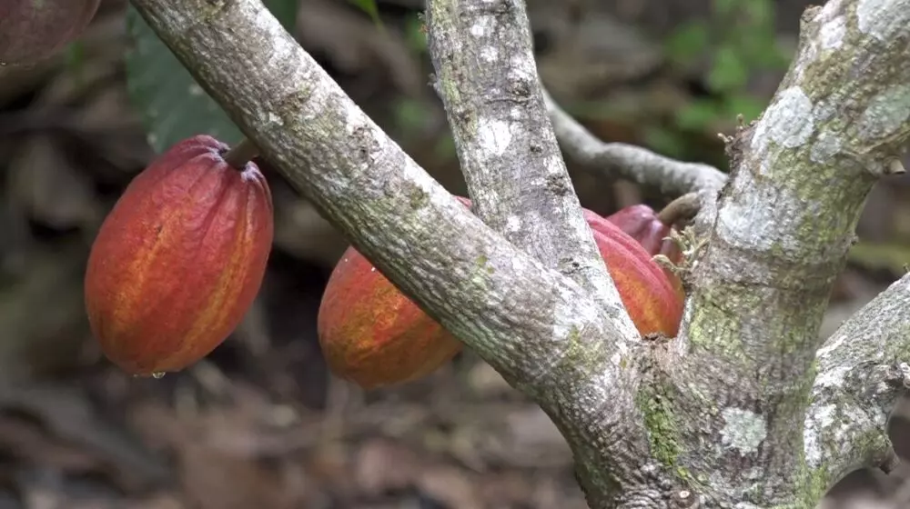 Polynésie : Sur l’île de Raiatea, un chocolat 100% local