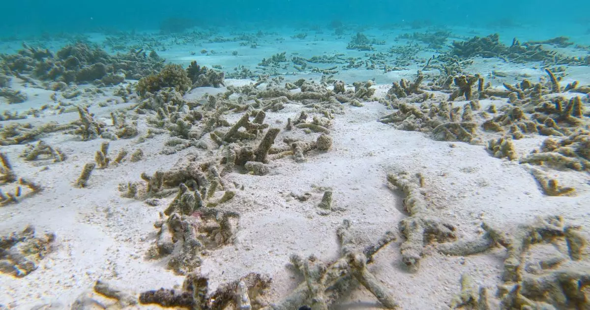 Les maires des Antilles réunis deux jours en Guadeloupe autour de la biodiversité