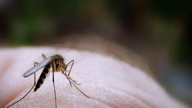 À Mayotte, le paludisme refait surface et inquiète les autorités sanitaires
