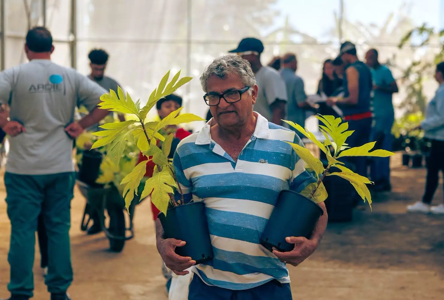 La Réunion : La filière du fruit à pain se structure avec plus de 800 plants remis à des agriculteurs