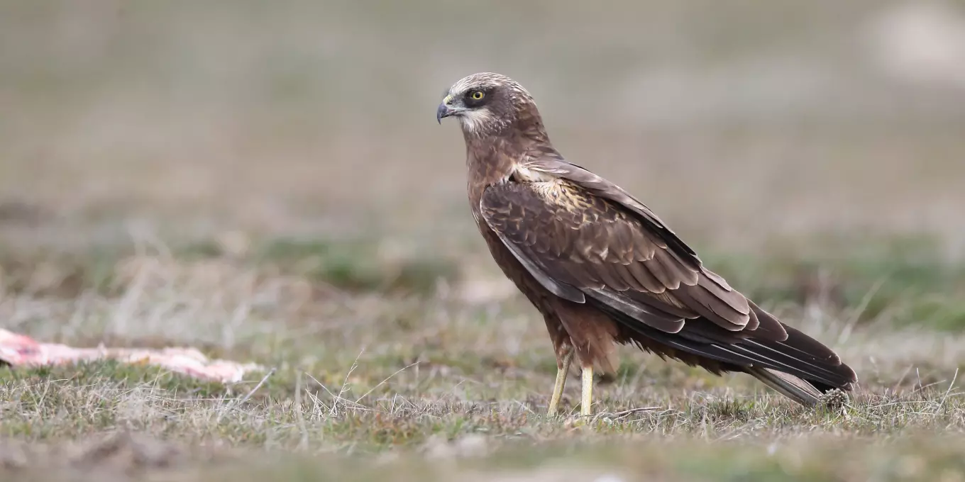 Grippe aviaire : un second cas détecté en Nouvelle-Zélande, la Nouvelle-Calédonie renforce sa surveillance
