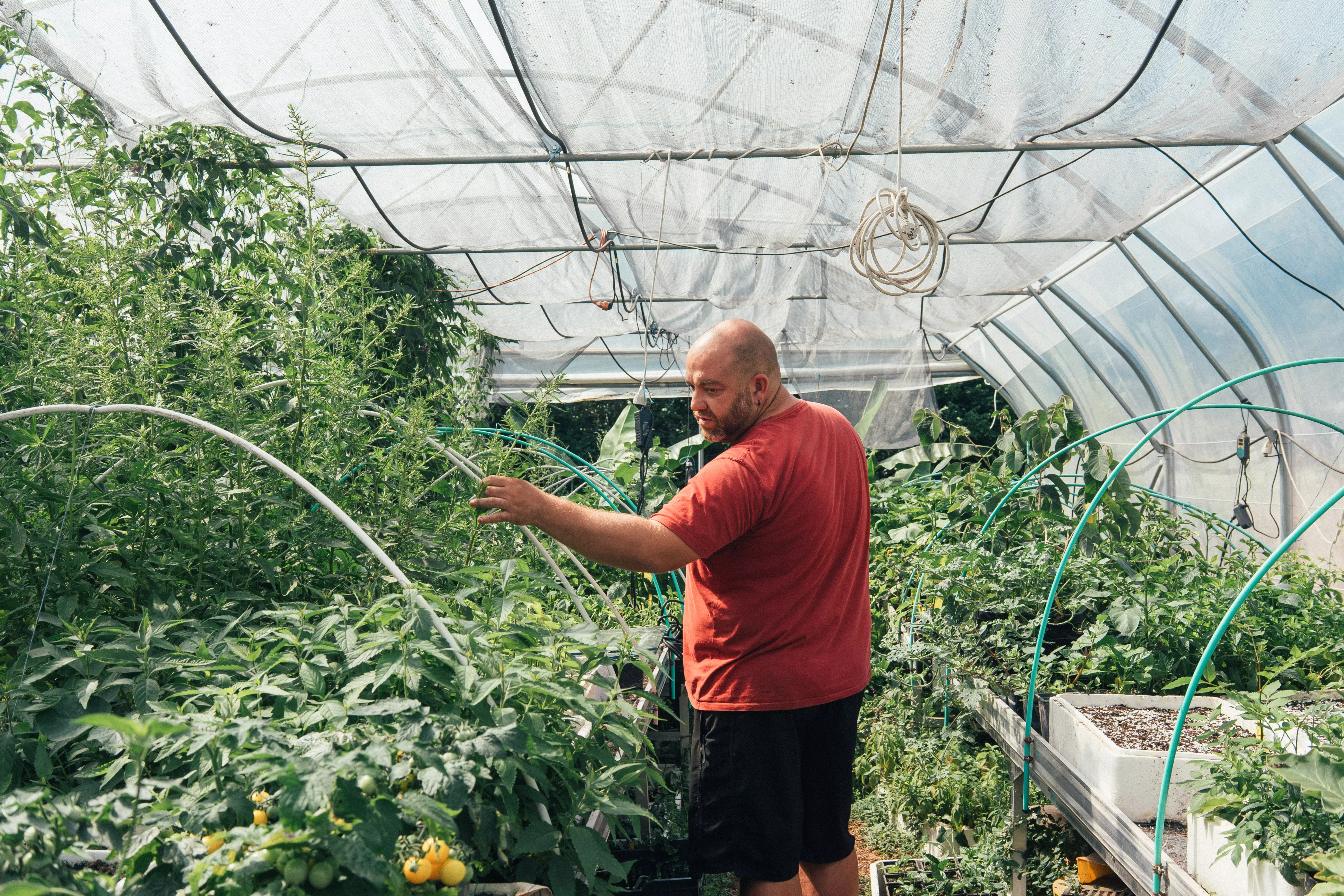 REPORTAGE. Des dizaines de fruits, légumes et plantes d’Outre-mer poussent dans une exploitation bretonne