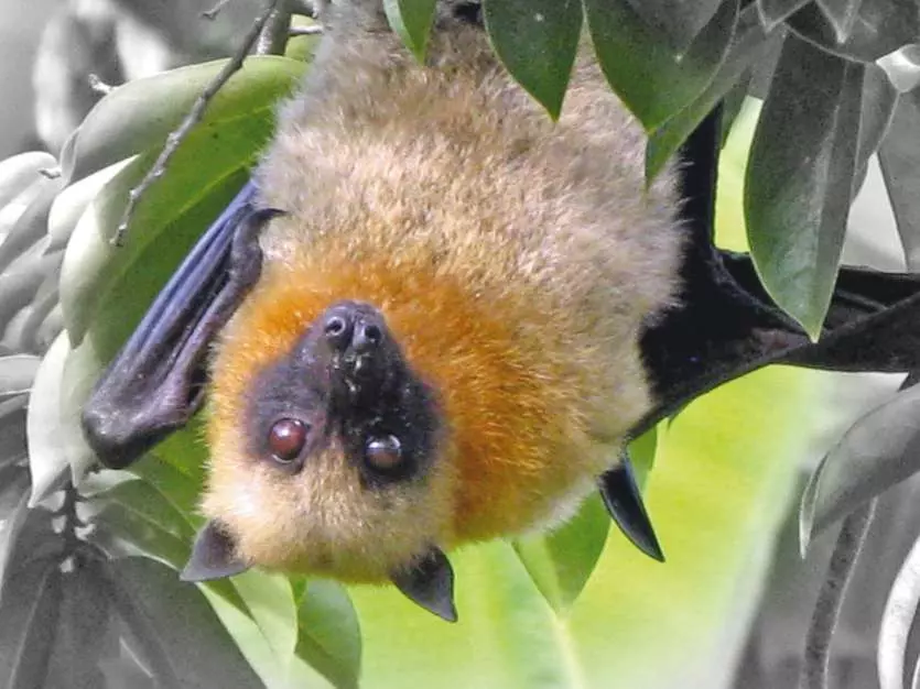 Biodiversité en Nouvelle-Calédonie : la province Nord alerte sur la chasse illégale de roussettes en pleine période de gestation