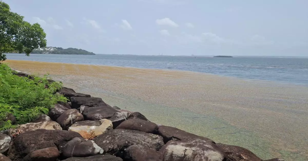 Guadeloupe : Quinze communes réunies à Petit-Bourg pour une gestion collective et efficace des sargasses
