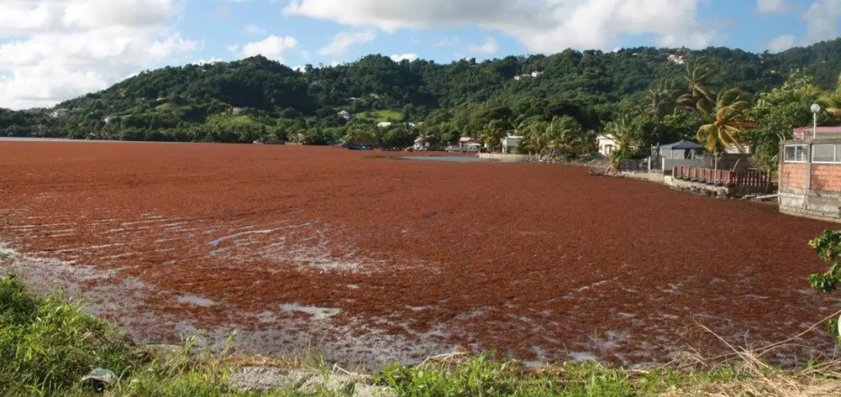 Sargasses : la Collectivité territoriale de Martinique adopte à l’unanimité une aide exceptionnelle pour les familles les plus vulnérables