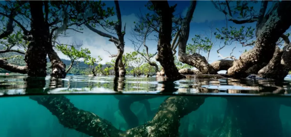 Journée internationale des mangroves :Préserver les mangroves, un enjeu majeur pour les Outre-mer