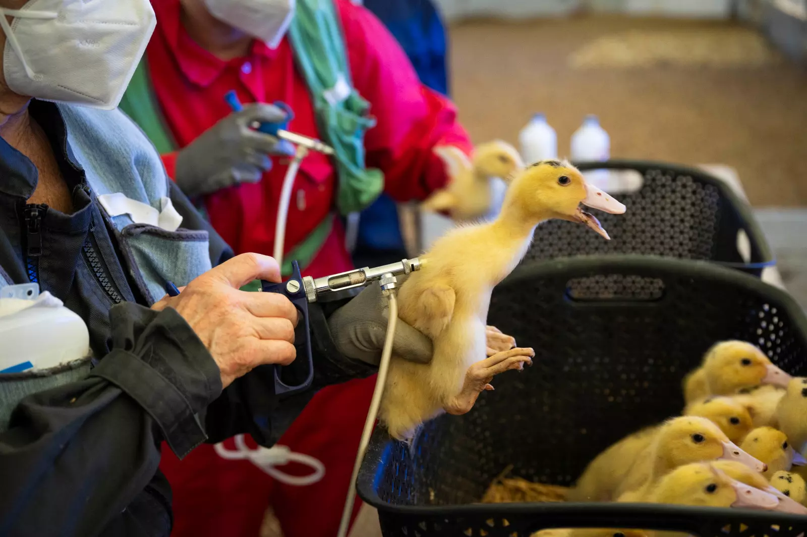 Face à la grippe aviaire en Australie et en Nouvelle-Zélande, la Nouvelle-Calédonie renforce sa vigilance