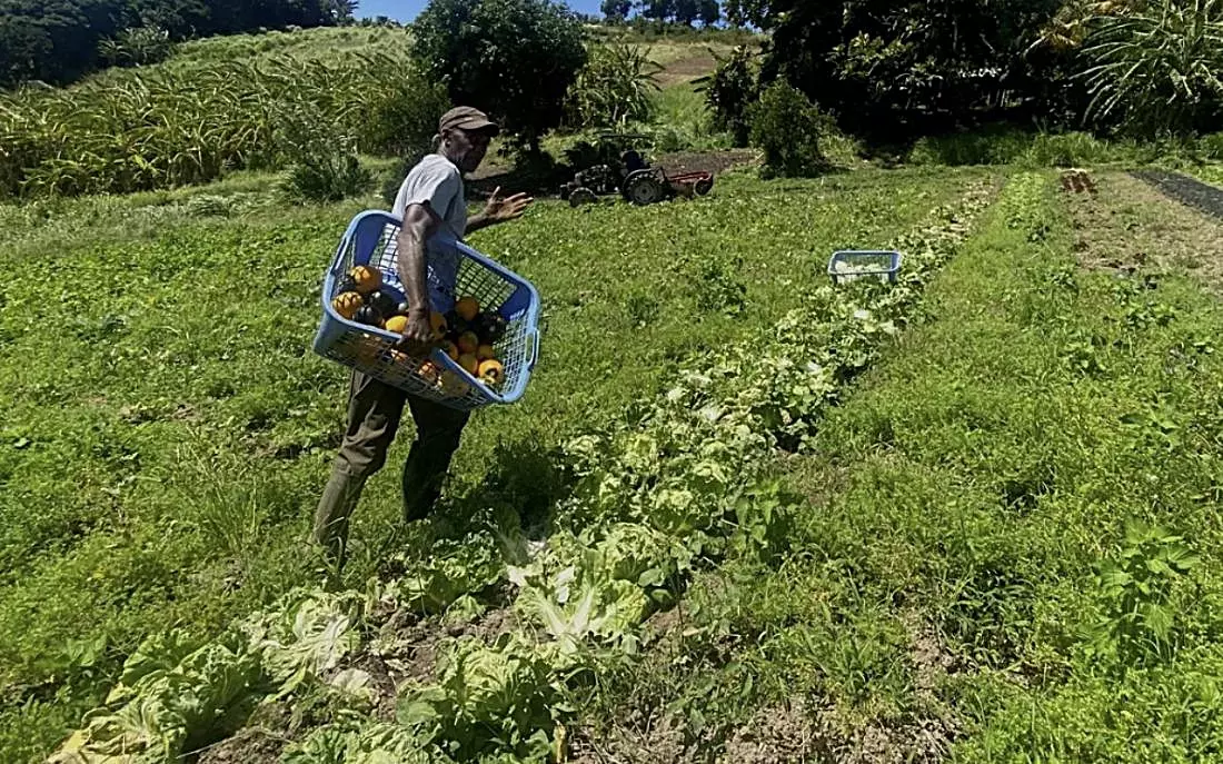 Agriculture : la transition agroécologique aux Antilles est une affaire collective, rappelle le Cirad