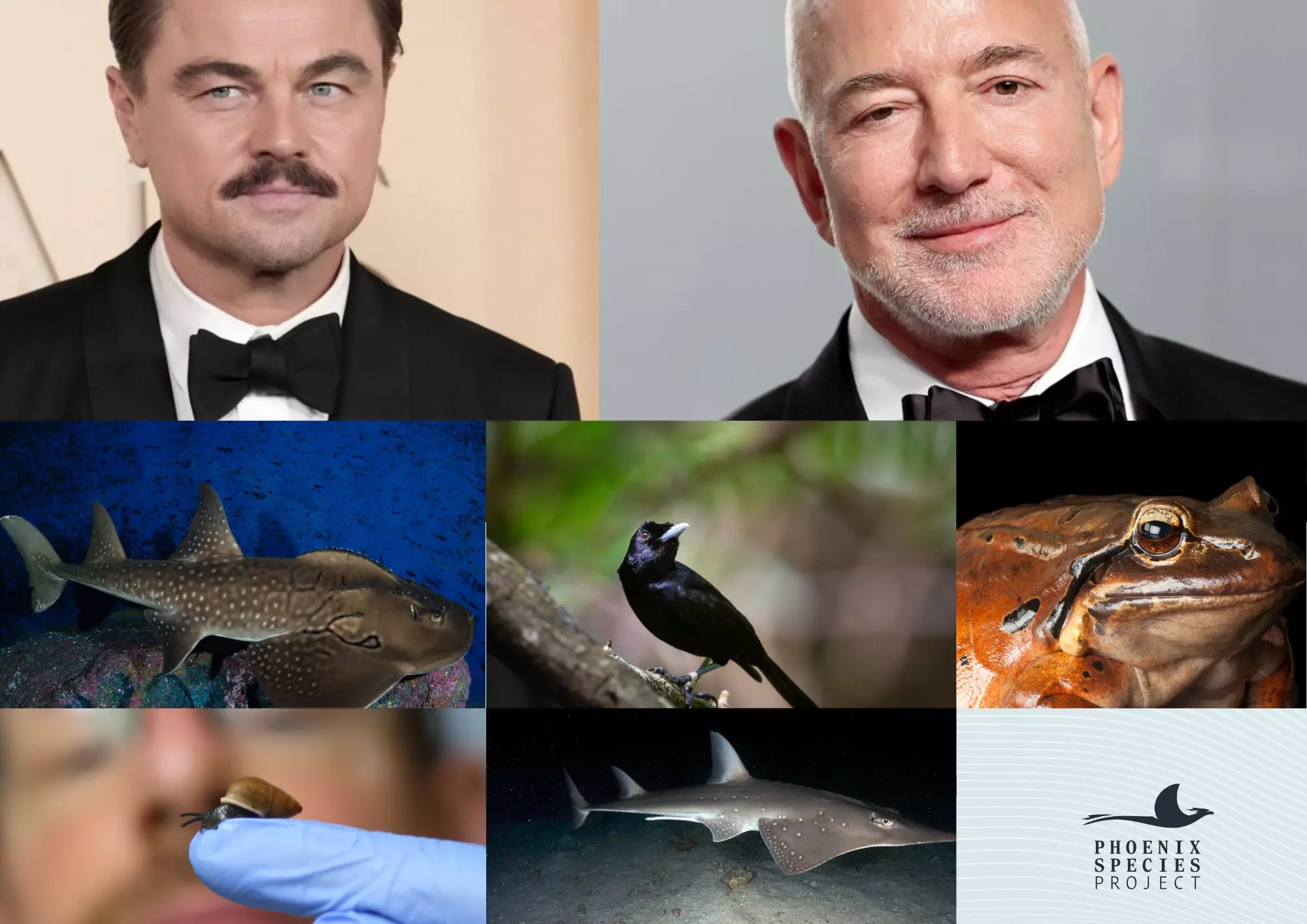 Biodiversité : Jeff Bezos et Leonardo DiCaprio lancent un programme de 200 millions de dollars pour sauver 100 espèces menacées, dont plusieurs présentes en outre-mer