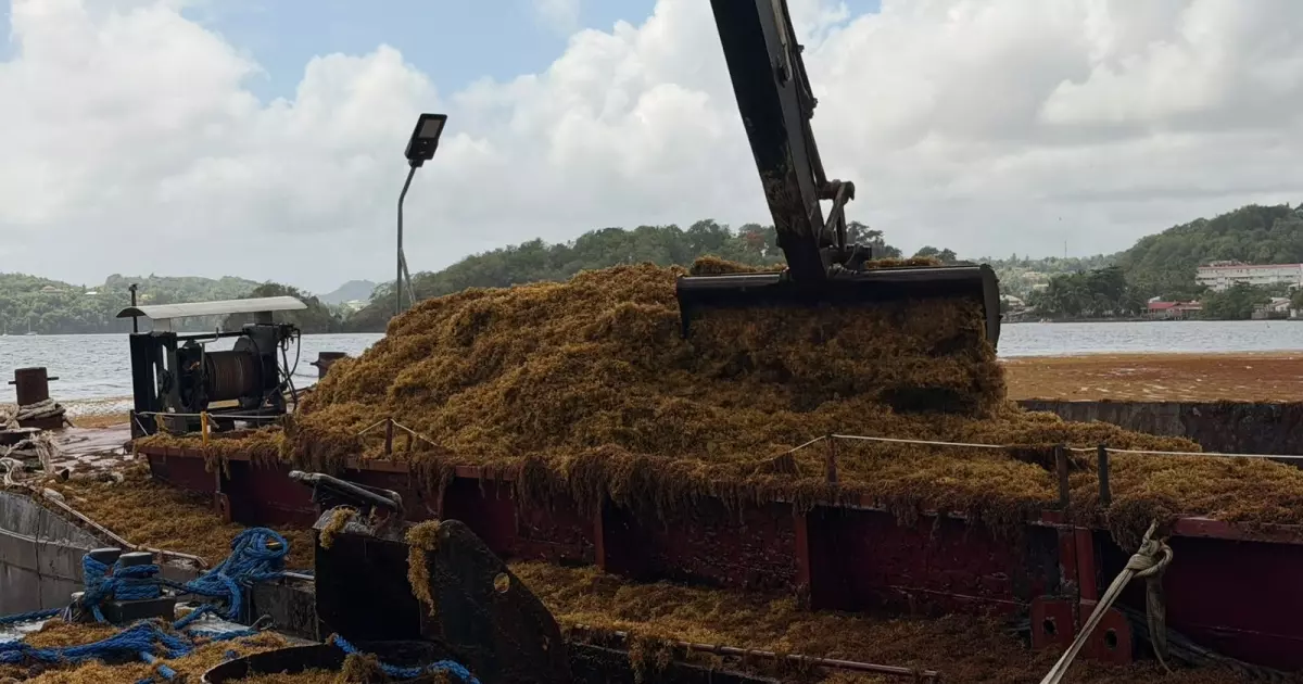 Martinique : Une nouvelle opération inédite contre les échouements de sargasses sur le littoral nord-atlantique