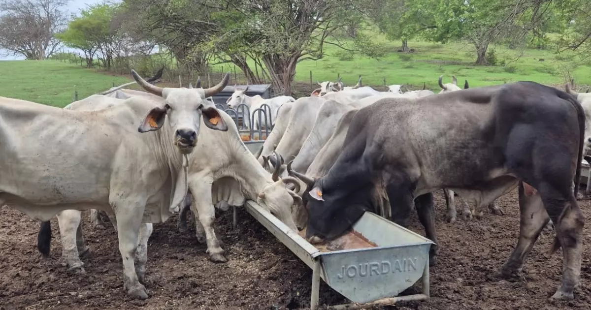 Agriculture : Une tonne d’intrant distribuée aux éleveurs de Martinique pour les aider à faire face à la sécheresse