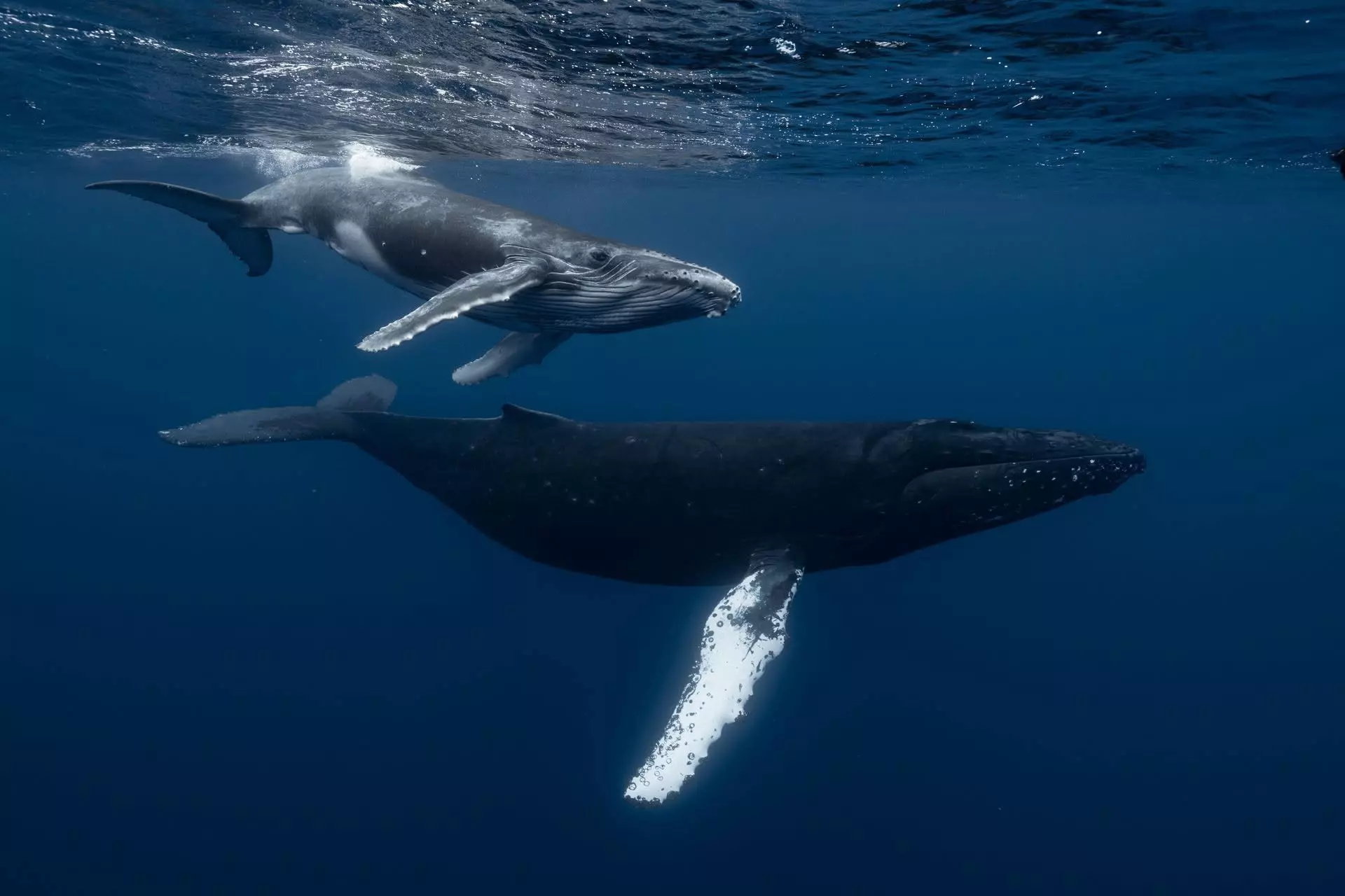 Le Résilience sillonne les îles du Pacifique pour défendre la personnalité juridique des baleines