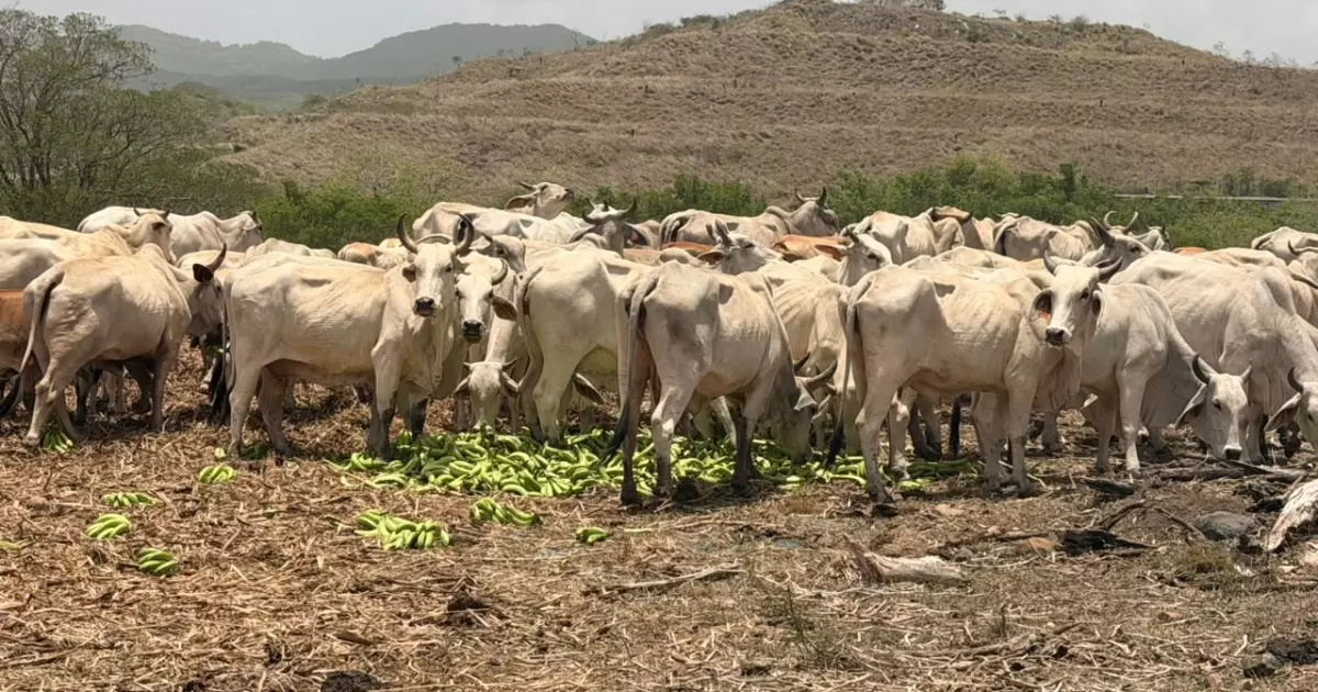 Agriculture en Martinique : Face à la sécheresse, 13 tonnes de bananes livrées aux éleveurs pour « sauver le cheptel »