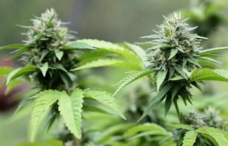 Feu vert pour cinq variétés de cannabis thérapeutique en Polynésie