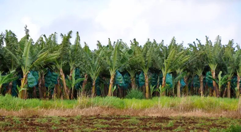 Guadeloupe : La Région Guadeloupe interpelle l’État face aux retards de paiement des aides agricoles