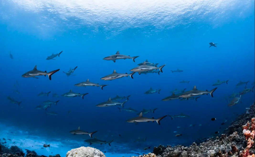 Pacifique : Lancement d’une initiative régionale de préservation des océans à Fidji