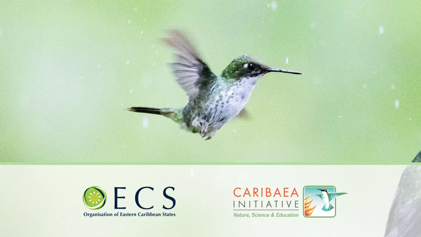 Caraïbes : L’OECO et la Caribaea Initiative s'associent pour renforcer la recherche et la conservation de la biodiversité