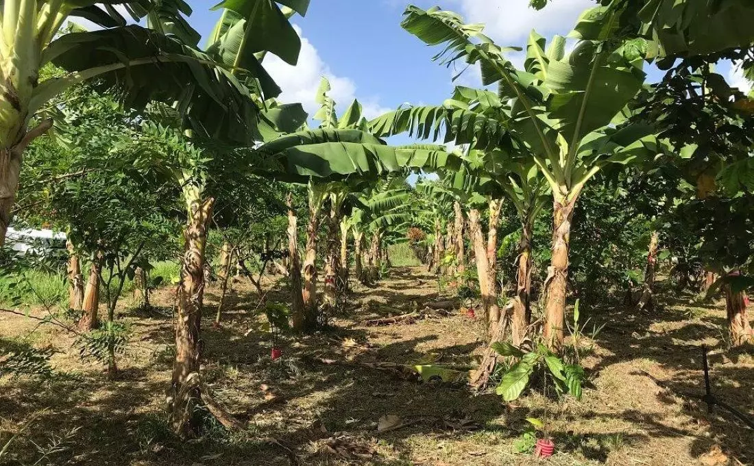 Martinique&nbsp;: des résultats encourageants pour le projet de production de bananes biologiques BANABIO, selon le Cirad