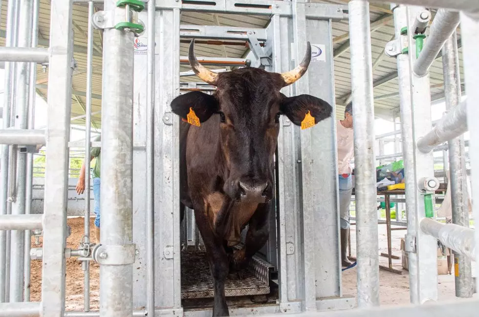 Fraude aux subventions agricoles : la principale coopérative d'éleveurs de Guyane condamnée