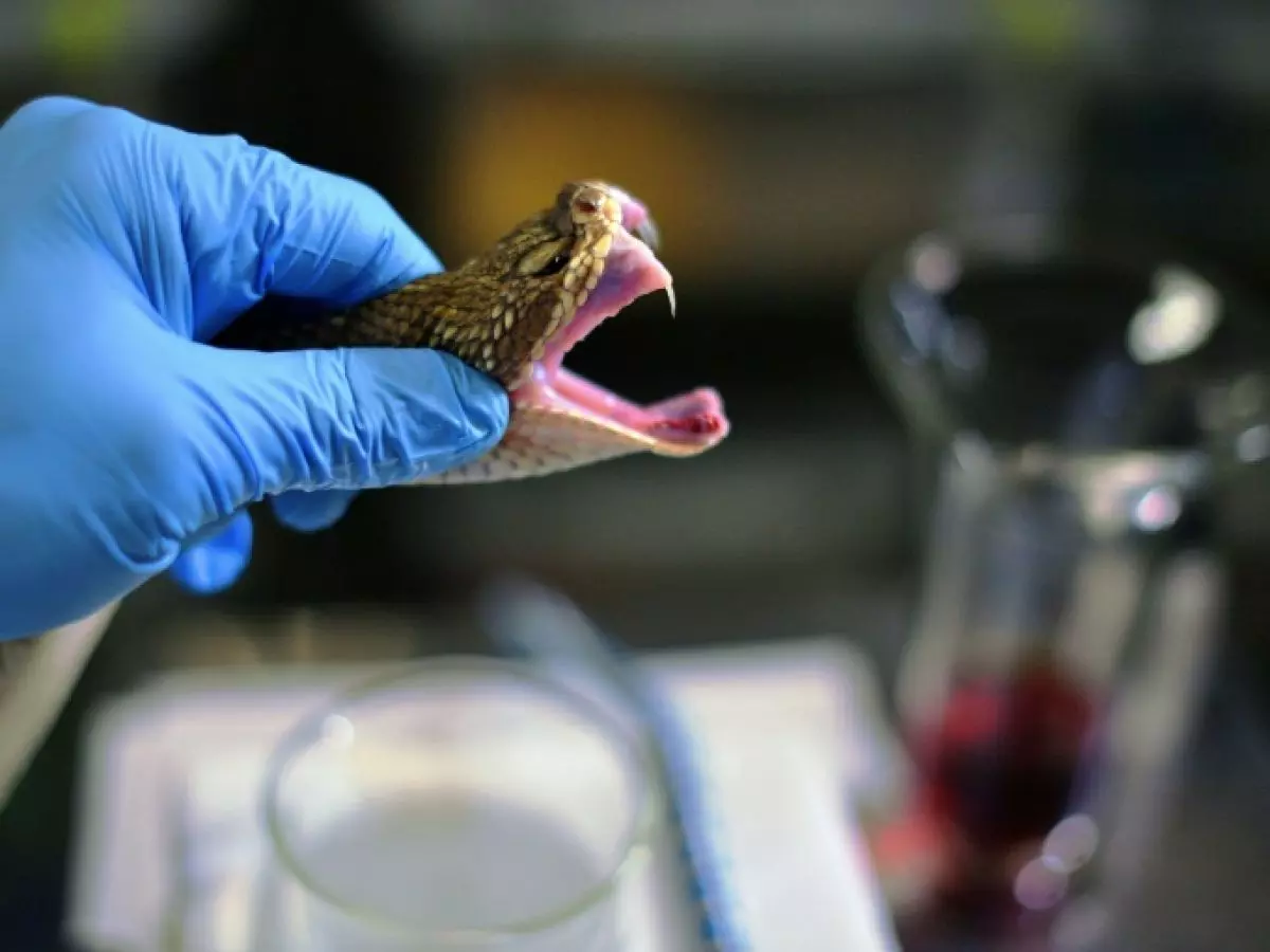 Guyane : Un anti-venin brésilien désormais autorisé pour traiter les morsures de serpent
