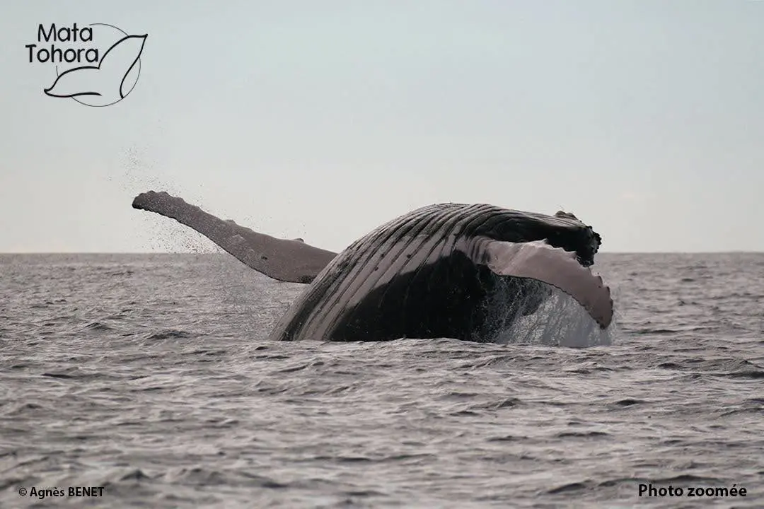 Protection des baleines : Sea Shepherd et Mata Tohora unissent leurs forces en Polynésie