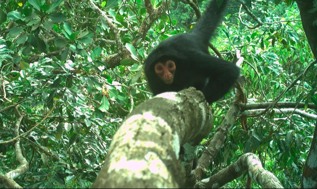 Biodiversité en Guyane : GUYACAM, un réseau de pièges photographique développé par le Muséum d'Histoire naturelle